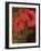 Poppy Portrait I-Todd Williams-Framed Art Print