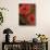 Poppy Portrait II-Todd Williams-Stretched Canvas displayed on a wall