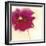 Poppy Power II-Marilyn Robertson-Framed Giclee Print