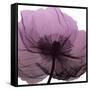 Poppy Purple-Albert Koetsier-Framed Stretched Canvas