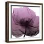 Poppy Purple-Albert Koetsier-Framed Art Print