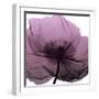 Poppy Purple-Albert Koetsier-Framed Art Print