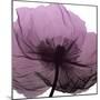 Poppy Purple-Albert Koetsier-Mounted Art Print