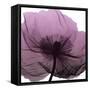 Poppy Purple-Albert Koetsier-Framed Stretched Canvas