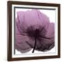 Poppy Purple-Albert Koetsier-Framed Art Print