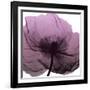 Poppy Purple-Albert Koetsier-Framed Art Print