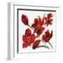 Poppy Reds-Smith Haynes-Framed Art Print