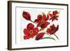 Poppy Reds-Smith Haynes-Framed Art Print