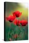 Poppy's Field in Bloom at Summer Morning-Taras Lesiv-Stretched Canvas