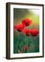 Poppy's Field in Bloom at Summer Morning-Taras Lesiv-Framed Photographic Print