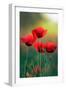 Poppy's Field in Bloom at Summer Morning-Taras Lesiv-Framed Photographic Print