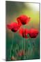 Poppy's Field in Bloom at Summer Morning-Taras Lesiv-Mounted Photographic Print