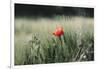 Poppy seed blossoms in the wheat field.-Nadja Jacke-Framed Photographic Print