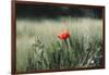 Poppy seed blossoms in the wheat field.-Nadja Jacke-Framed Photographic Print