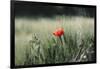 Poppy seed blossoms in the wheat field.-Nadja Jacke-Framed Photographic Print