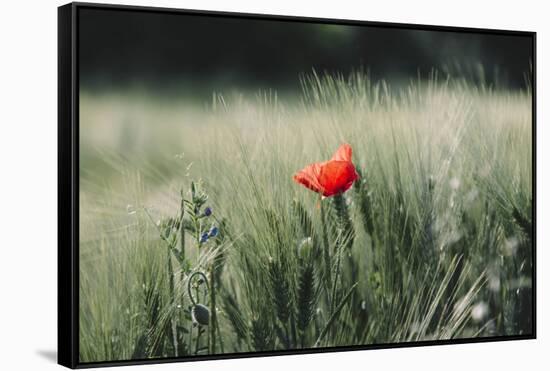 Poppy seed blossoms in the wheat field.-Nadja Jacke-Framed Stretched Canvas