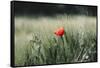 Poppy seed blossoms in the wheat field.-Nadja Jacke-Framed Stretched Canvas