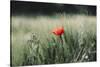 Poppy seed blossoms in the wheat field.-Nadja Jacke-Stretched Canvas