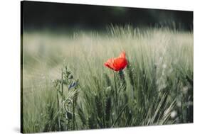 Poppy seed blossoms in the wheat field.-Nadja Jacke-Stretched Canvas