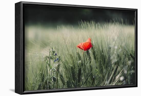 Poppy seed blossoms in the wheat field.-Nadja Jacke-Framed Photographic Print