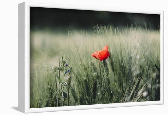 Poppy seed blossoms in the wheat field.-Nadja Jacke-Framed Photographic Print