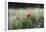 Poppy seed blossoms in the wheat field.-Nadja Jacke-Framed Photographic Print