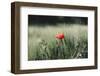 Poppy seed blossoms in the wheat field.-Nadja Jacke-Framed Photographic Print