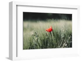 Poppy seed blossoms in the wheat field.-Nadja Jacke-Framed Photographic Print