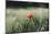 Poppy seed blossoms in the wheat field.-Nadja Jacke-Mounted Photographic Print