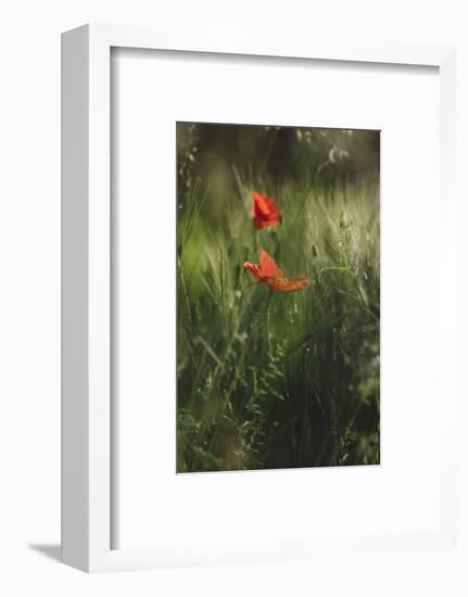 Poppy seed blossoms in the wheat field.-Nadja Jacke-Framed Photographic Print