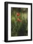 Poppy seed blossoms in the wheat field.-Nadja Jacke-Framed Photographic Print