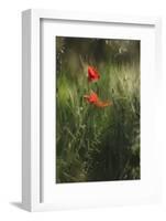 Poppy seed blossoms in the wheat field.-Nadja Jacke-Framed Photographic Print