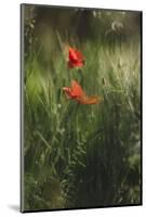 Poppy seed blossoms in the wheat field.-Nadja Jacke-Mounted Photographic Print