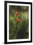 Poppy seed blossoms in the wheat field.-Nadja Jacke-Framed Photographic Print