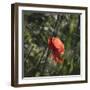 Poppy seed blossoms in the wheat field.-Nadja Jacke-Framed Photographic Print