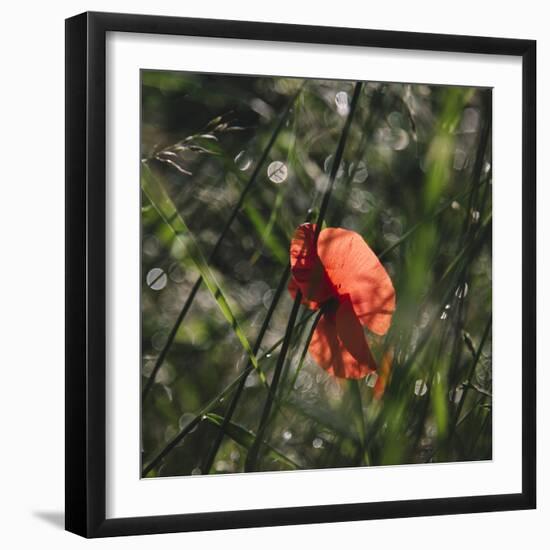 Poppy seed blossoms in the wheat field.-Nadja Jacke-Framed Photographic Print