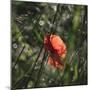 Poppy seed blossoms in the wheat field.-Nadja Jacke-Mounted Photographic Print