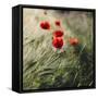 Poppy seed blossoms in the wheat field.-Nadja Jacke-Framed Stretched Canvas