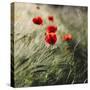 Poppy seed blossoms in the wheat field.-Nadja Jacke-Stretched Canvas