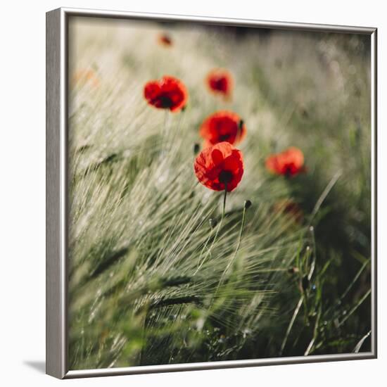 Poppy seed blossoms in the wheat field.-Nadja Jacke-Framed Photographic Print