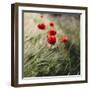 Poppy seed blossoms in the wheat field.-Nadja Jacke-Framed Photographic Print