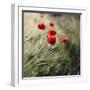 Poppy seed blossoms in the wheat field.-Nadja Jacke-Framed Photographic Print