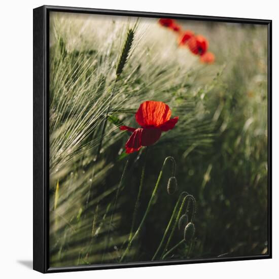 Poppy seed blossoms in the wheat field.-Nadja Jacke-Framed Photographic Print