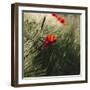 Poppy seed blossoms in the wheat field.-Nadja Jacke-Framed Photographic Print