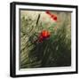 Poppy seed blossoms in the wheat field.-Nadja Jacke-Framed Photographic Print