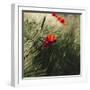 Poppy seed blossoms in the wheat field.-Nadja Jacke-Framed Photographic Print