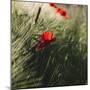 Poppy seed blossoms in the wheat field.-Nadja Jacke-Mounted Photographic Print