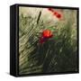 Poppy seed blossoms in the wheat field.-Nadja Jacke-Framed Stretched Canvas