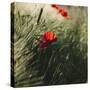 Poppy seed blossoms in the wheat field.-Nadja Jacke-Stretched Canvas