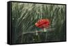 Poppy seed blossoms in the wheat field.-Nadja Jacke-Framed Stretched Canvas